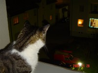 /album/fotogalerie/burschi-fenster-nacht-jpg/