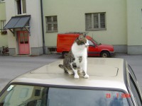 /album/fotogalerie/burschi-mein-auto-jpg/