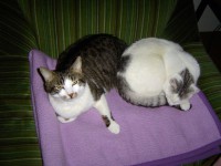 /album/fotogalerie/pinki-burschi-jpg/