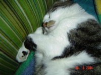 /album/fotogalerie/bureschi-sessel1-jpg/